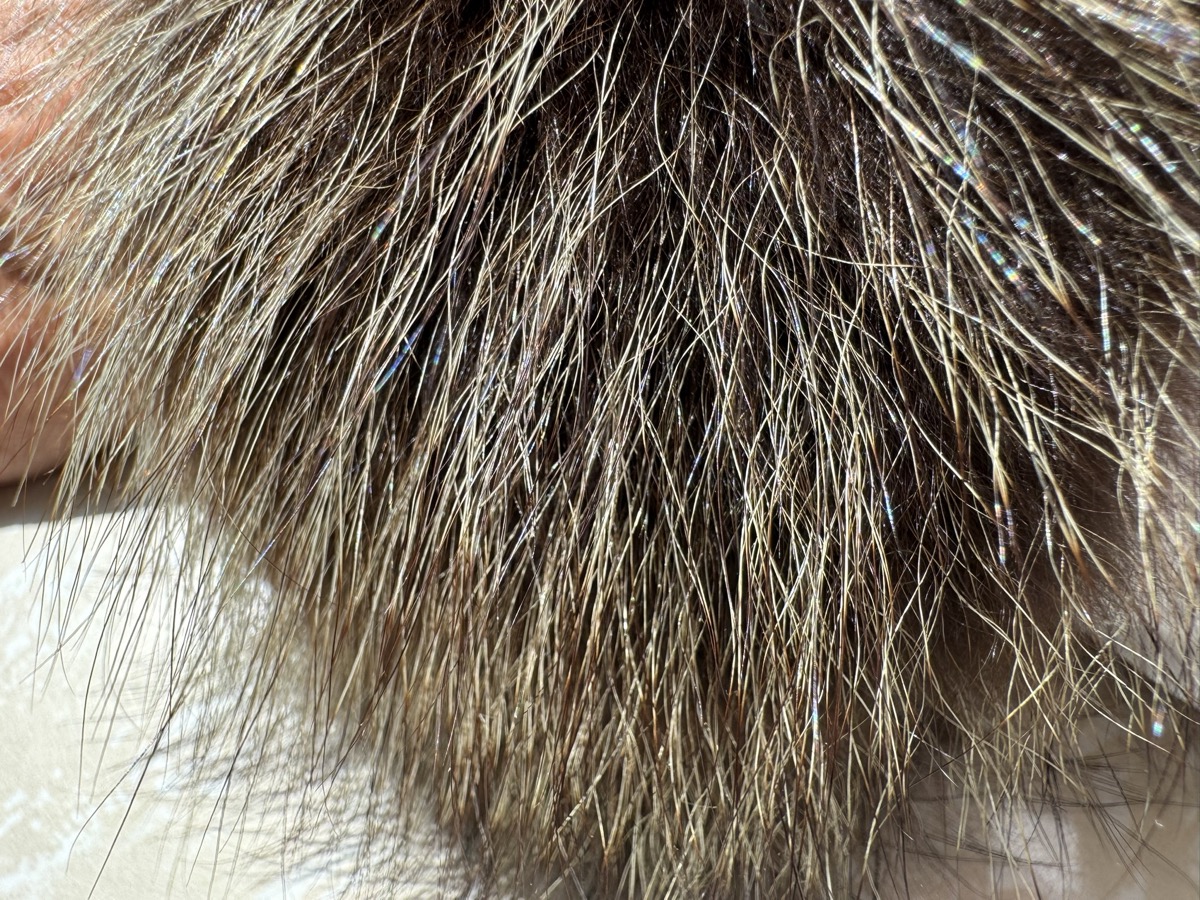Waschbärmanschetten Naturbraun – Detailansicht Fell